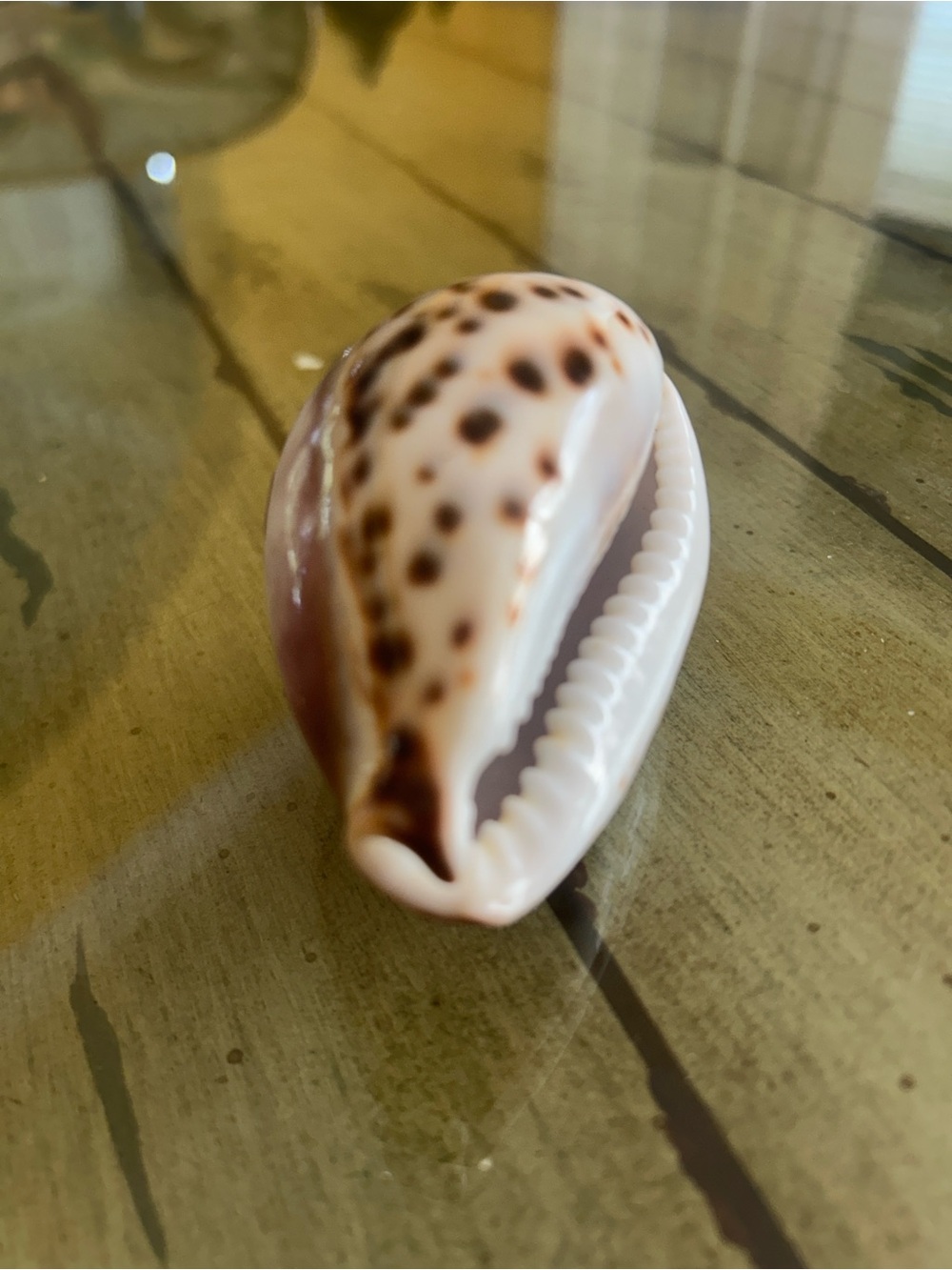 Cream and Brown Spotted Shell Accent engraved Mickey 3 inches